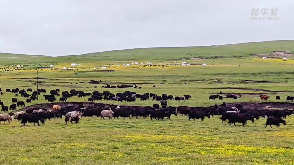 青海：河曲草原開啟游牧轉場