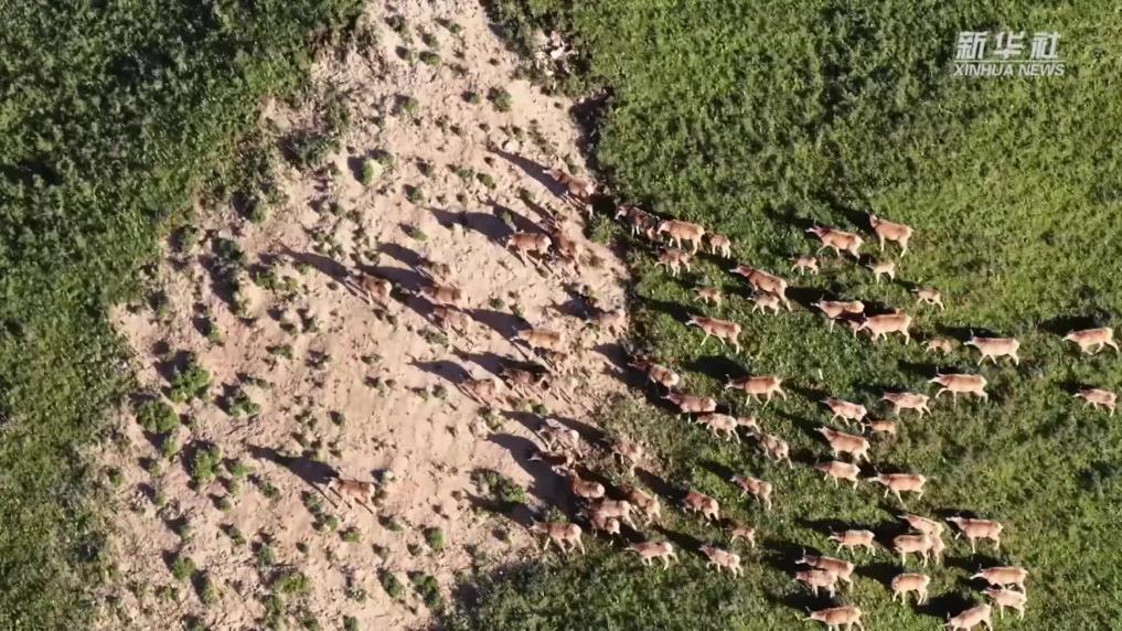 青海玉樹：白唇鹿群漫步山巒