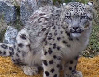 獲救雪豹幼崽“蟄么芒”亮相西寧雪豹館